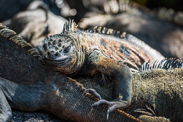 istock Marine iguana climbing over others in sunshine 518560828