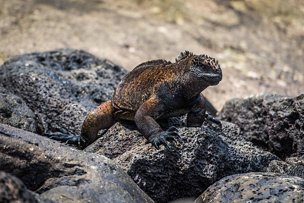 istock Marine iguana climbing over grey volcanic rock 518560948