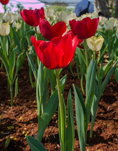 istock Red tulip on garden 518560970