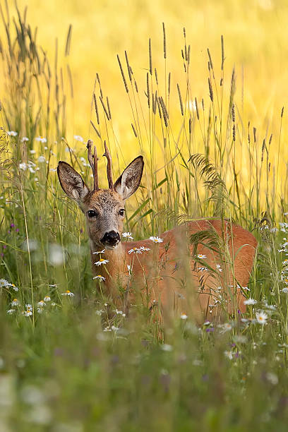 istock Buck deer in a clearing 518561098