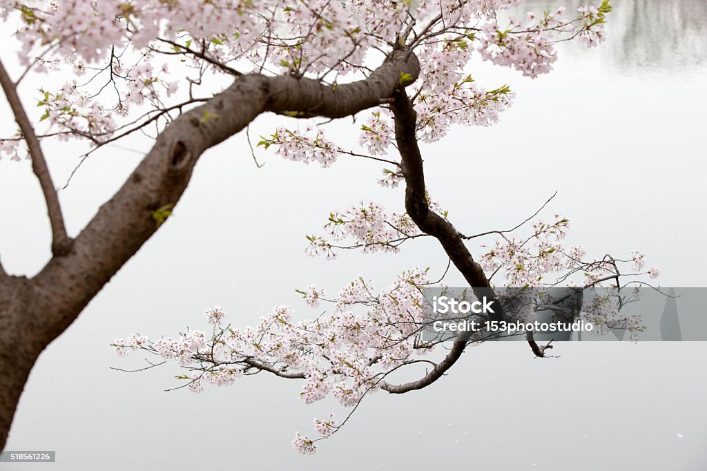 Bunga Sakura Foto Stok - Unduh Gambar Sekarang - Air, Alam, Changwon