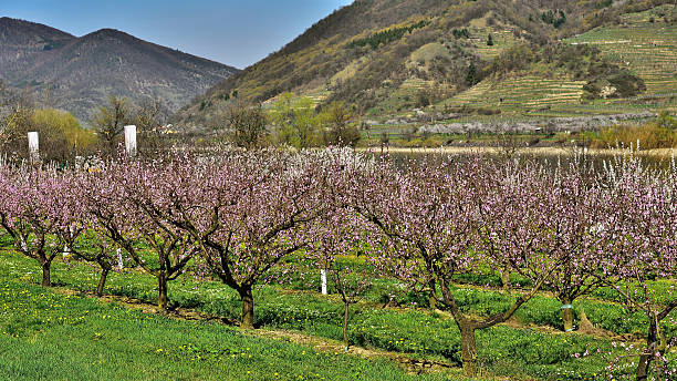 Peach trees blooming in Willendorf/Wachau/Austria