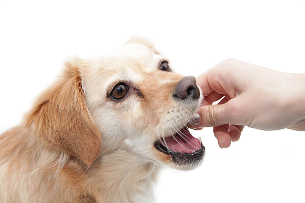 istock Girl hand feeding dod, isolated 518561532