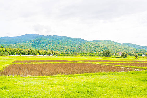istock red rice field 518562359