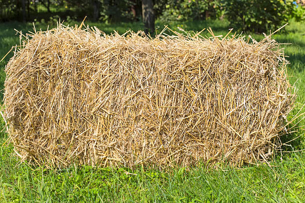 istock the bale of straw 518562507