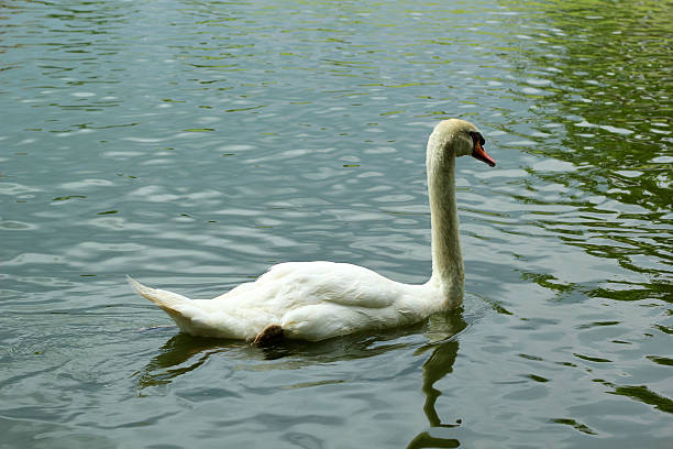 istock White swan swimming in the pool. 518562581