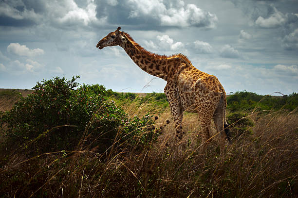 żyrafa - south african giraffe zdjęcia i obrazy z banku zdjęć
