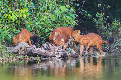 Group of Asian Wild Dog(Cuon alpinus infuscus) eating wild bore pig in nature at Khaoyai National Park, Thailand