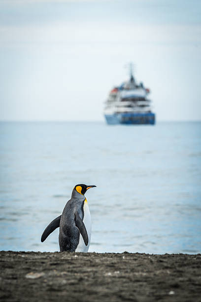 istock King penguin on beach with ship behind 518563140