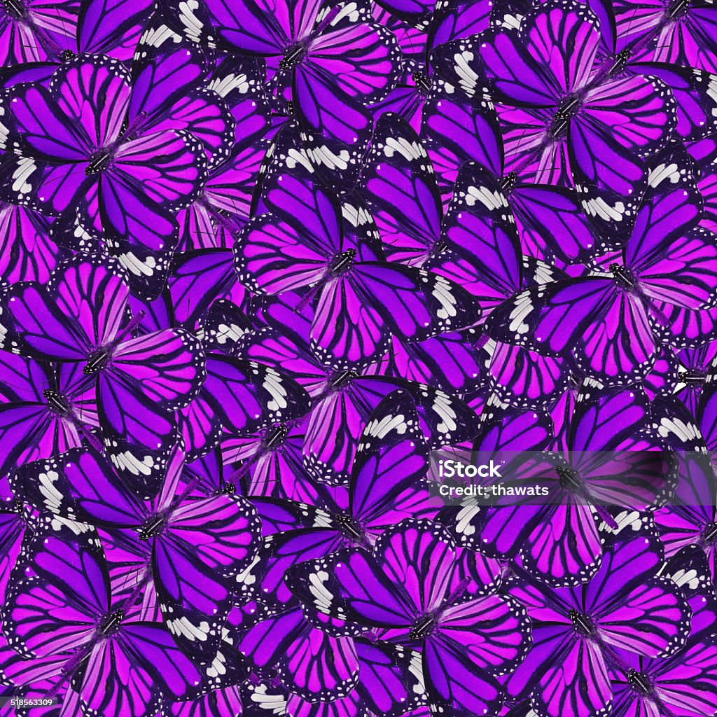 butterfly Beautiful purple butterfly for background or texture Animal Stock Photo
