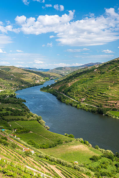 vigneti e paesaggio del fiume douro regione in portogallo - glen trool foto e immagini stock