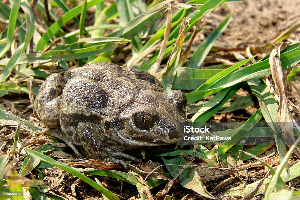 Common Spadefoot (Pelobates fuscus) toad Amphibian Stock Photo