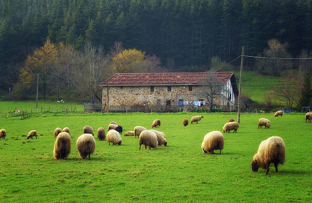 rural landscape with sheep grazing in Basque Country