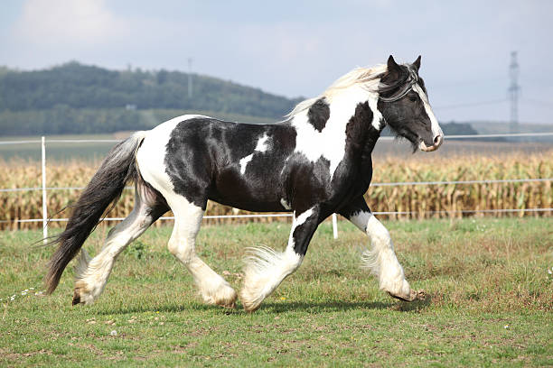 Gorgeous stallion with long flying mane stock photo