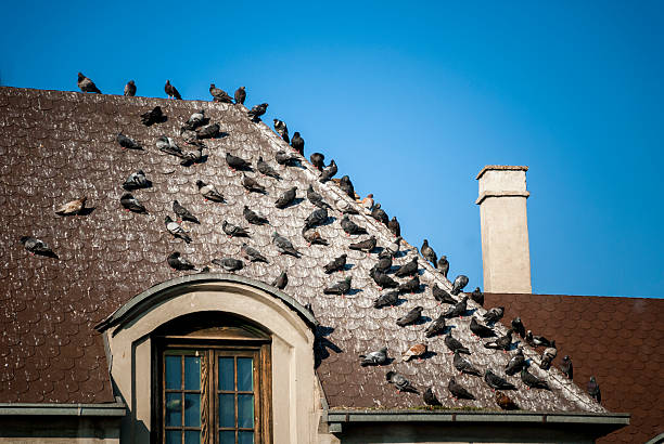 Pigeons on the roof covered with pigeon droppings stock photo