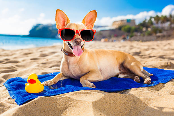 istock chihuahua summer dog 518565033
