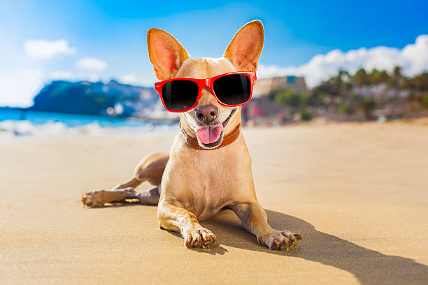 istock chihuahua summer dog 518565035