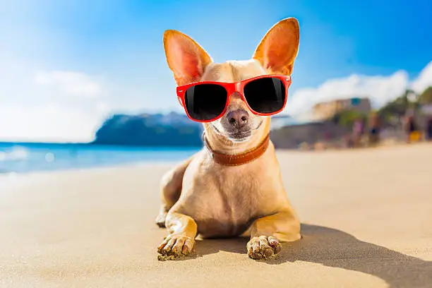 chihuahua dog at the ocean shore beach wearing red funny sunglasses