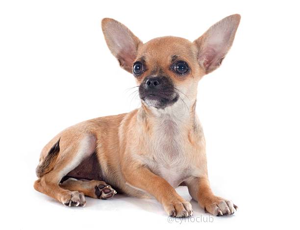 istock puppy chihuahua 518565569
