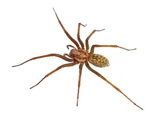 Hairy House spider isolated on white Hairy house spider (Tegenaria domesticus) on white background tramp home stock pictures, royalty-free photos & images