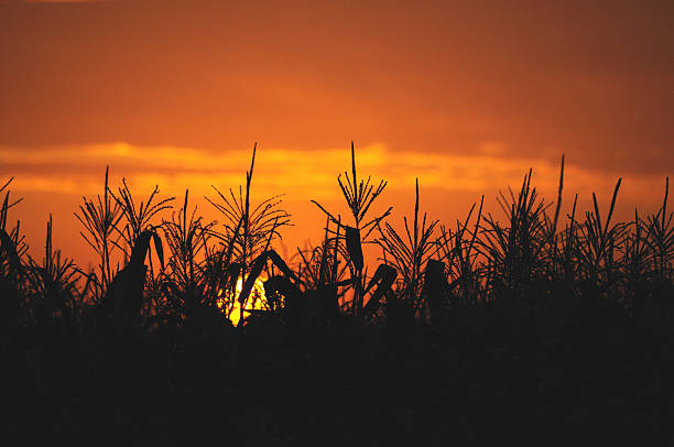 istock Sunset against background silhouettes of grass 518568277