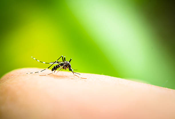 istock Mosquito sucking blood 518568347