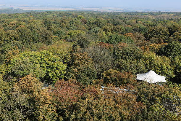 梢パス hainich 国立公園 - herbstwald ストックフォトと画像