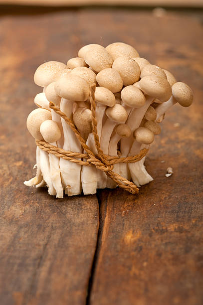 istock Fresh wild mushrooms tied together with rope 518568537