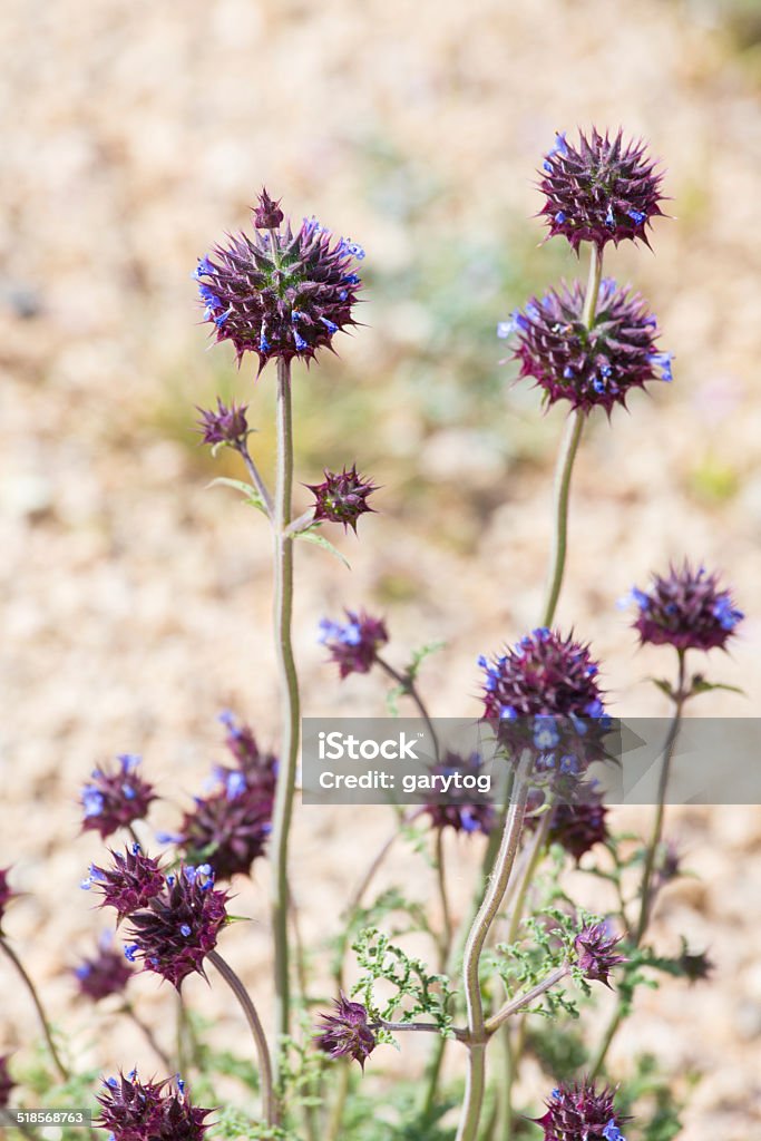 Spiny Flower A purple spiny flower in the desert. Death Valley National Park, California. Arid Climate Stock Photo