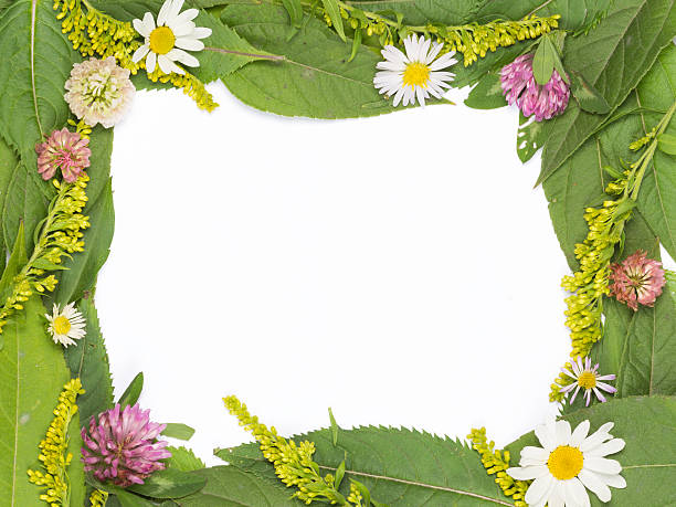 istock frame of  leaves with blooming flowers 518569085