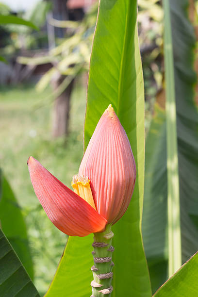 istock blossom of the banana tree 518569143