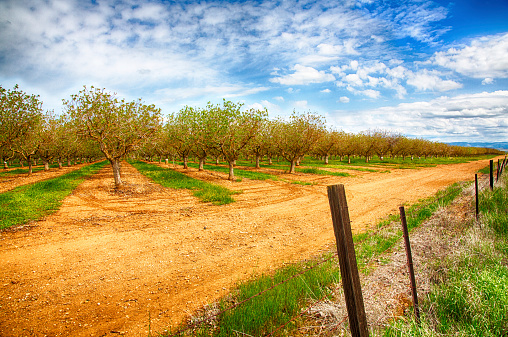 Orchard of almond trees under a cloudy sky.\n\nTaken in the San Joaquin Valley, California, USA.