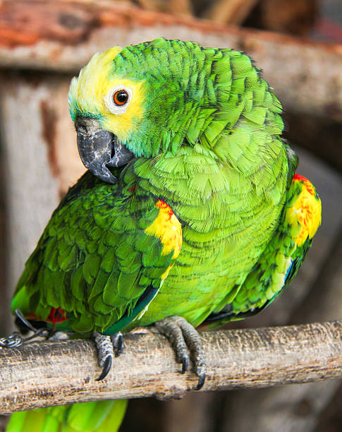istock Eclectus roratu is standing on the branch 518569329