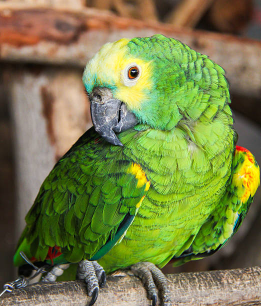 istock Eclectus roratu is standing on the branch 518569443