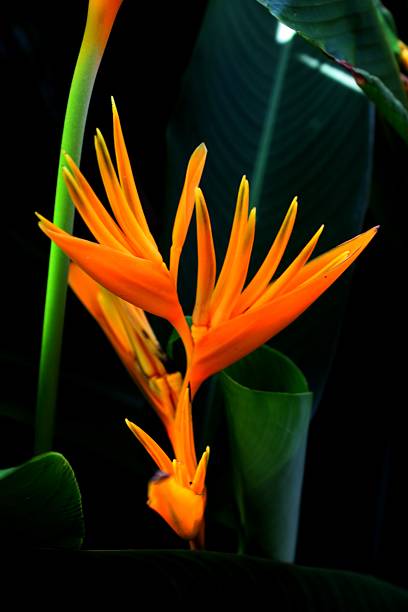 istock Bird of Paradise 518569941
