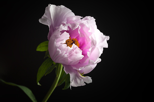 one single  tree peony studio shot