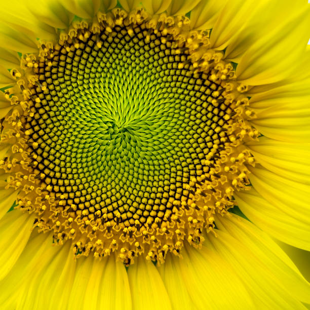 istock Close up of Sunflower seeds 518584592