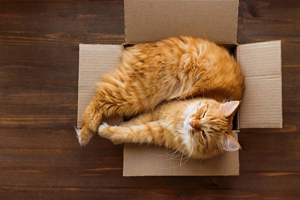 istock Ginger cat lies in box on wooden background. 518584670