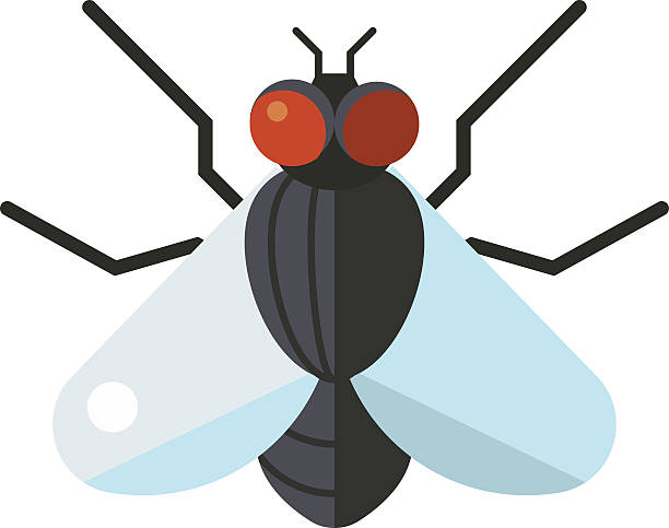 illustrazioni stock, clip art, cartoni animati e icone di tendenza di moscone azzurro volare insetti calliphora vomitoria specie animali macro insetto natura - fly flying housefly insect