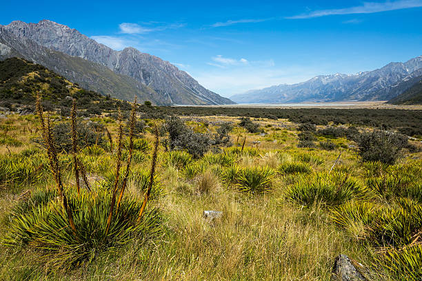 istock Meadow and Spaniard on Mt Cook National Park 518586794