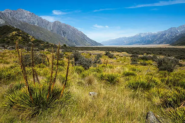 Meadow and Spaniard on Mt Cook National Park, New Zealand