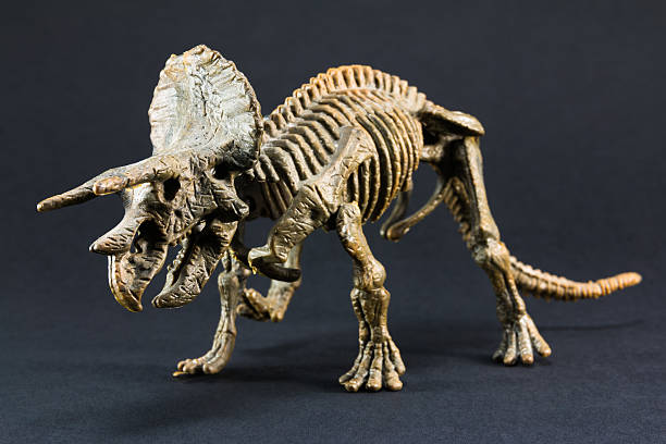 fossili di dinosauro triceratops modello di scheletro giocattolo - animal teeth animal skull extinct animal bone foto e immagini stock