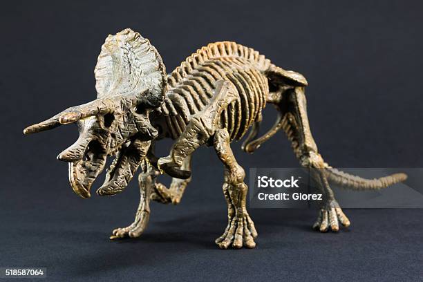 Triceratops 化石恐竜の骨モデルトーイ - 恐竜のストックフォトや画像を多数ご用意 - 恐竜, トリケラトプス, 動物の骸骨