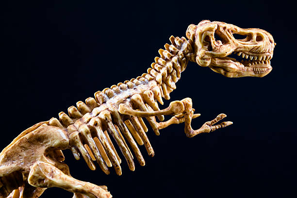 dinosaur tyrannosaurus t rex esqueleto sobre fondo negro - dinosaur fossil tyrannosaurus rex animal skeleton fotografías e imágenes de stock