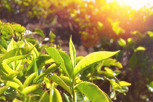 istock Tea Leaves With Morning Sunshine 518587566