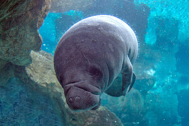 istock newborn baby manatee close up portrait 518587616