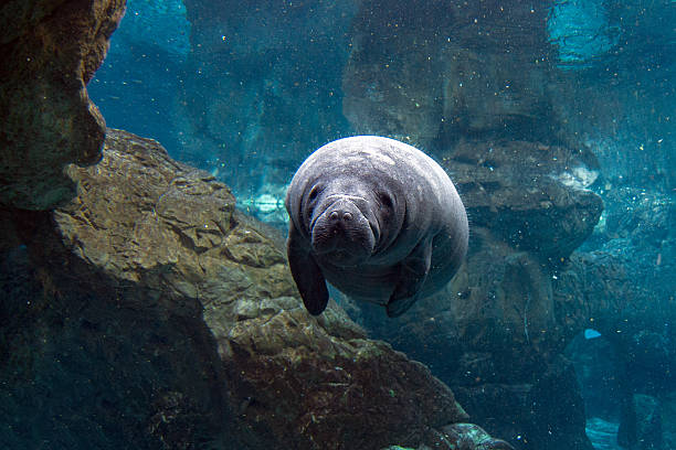 Single manatee under water  swimming in the hot springs sanctuary in Florida