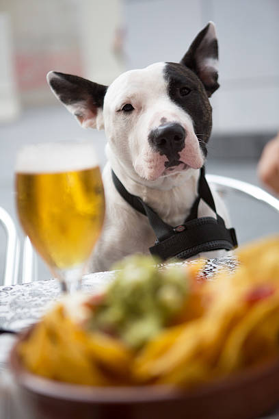 istock Dog sitting on chair 518587639
