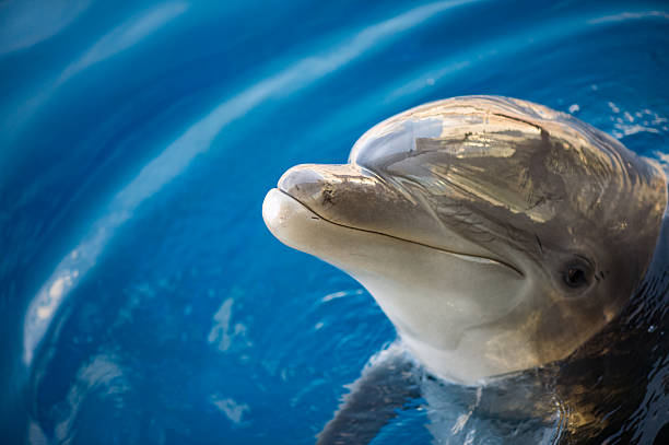 istock dolphing smiling close up portrait 518587644