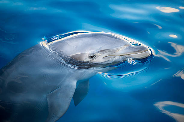 istock dolphing smiling close up portrait 518587664